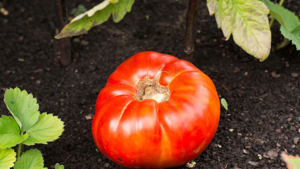 Оказывается, можно сажать помидоры в зиму без рассады