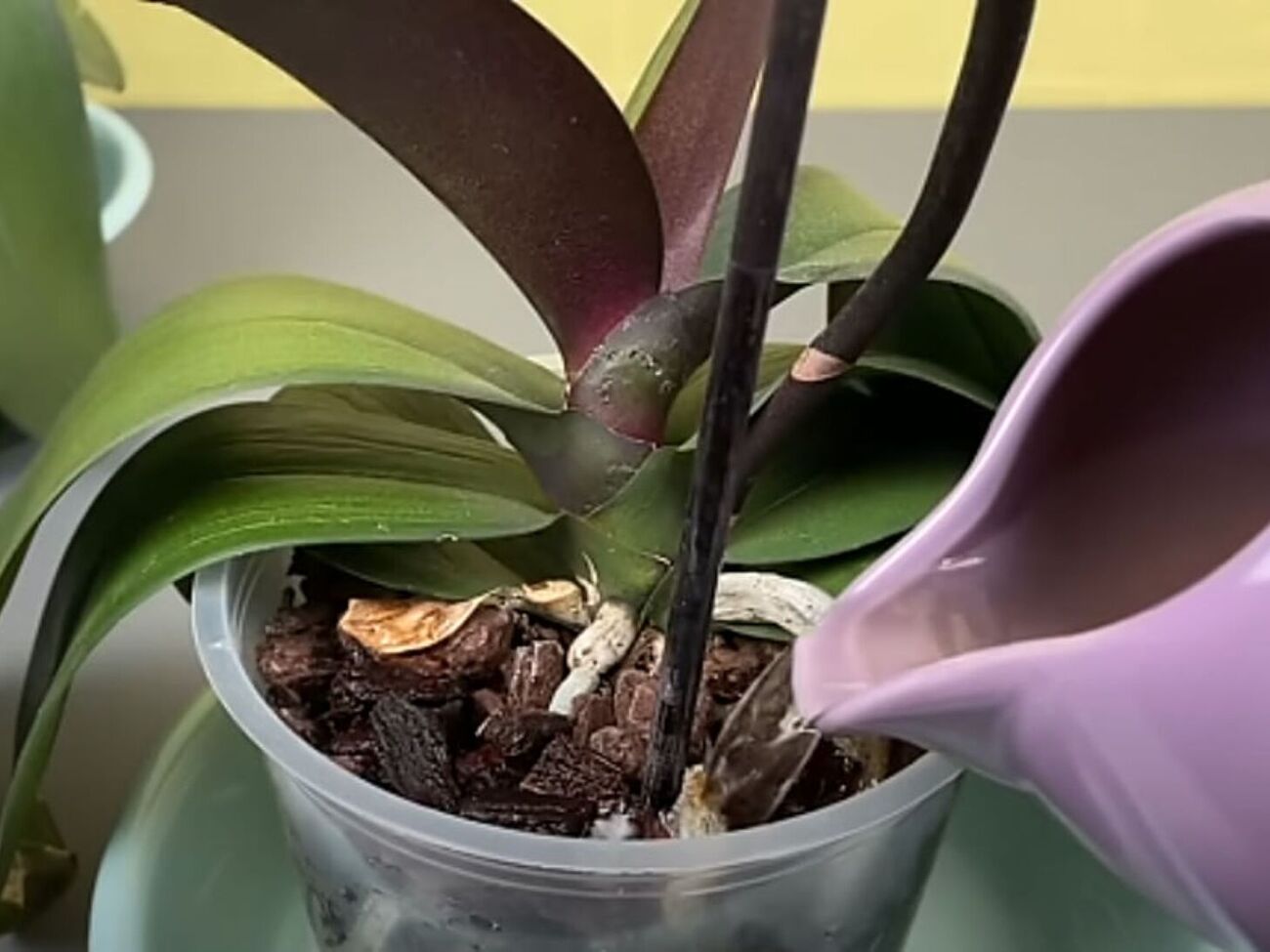 Два раза в месяц протирайте листья орхидеи ватным диском, смоченным в кофейном растворе