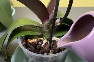 Два раза в месяц протирайте листья орхидеи ватным диском, смоченным в кофейном растворе