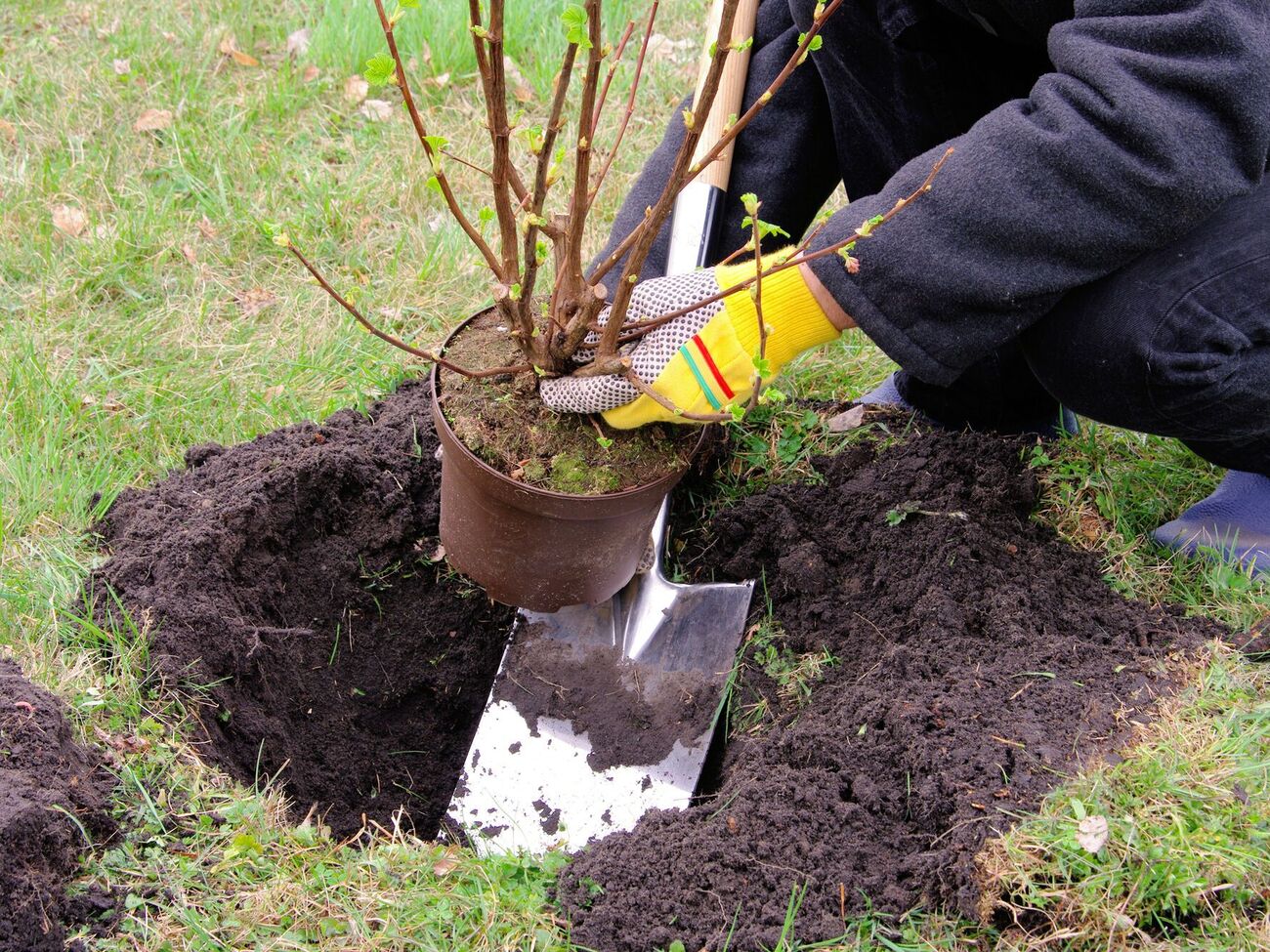 Перед посадкой осенью саженцы нужно полить биостимулятором
