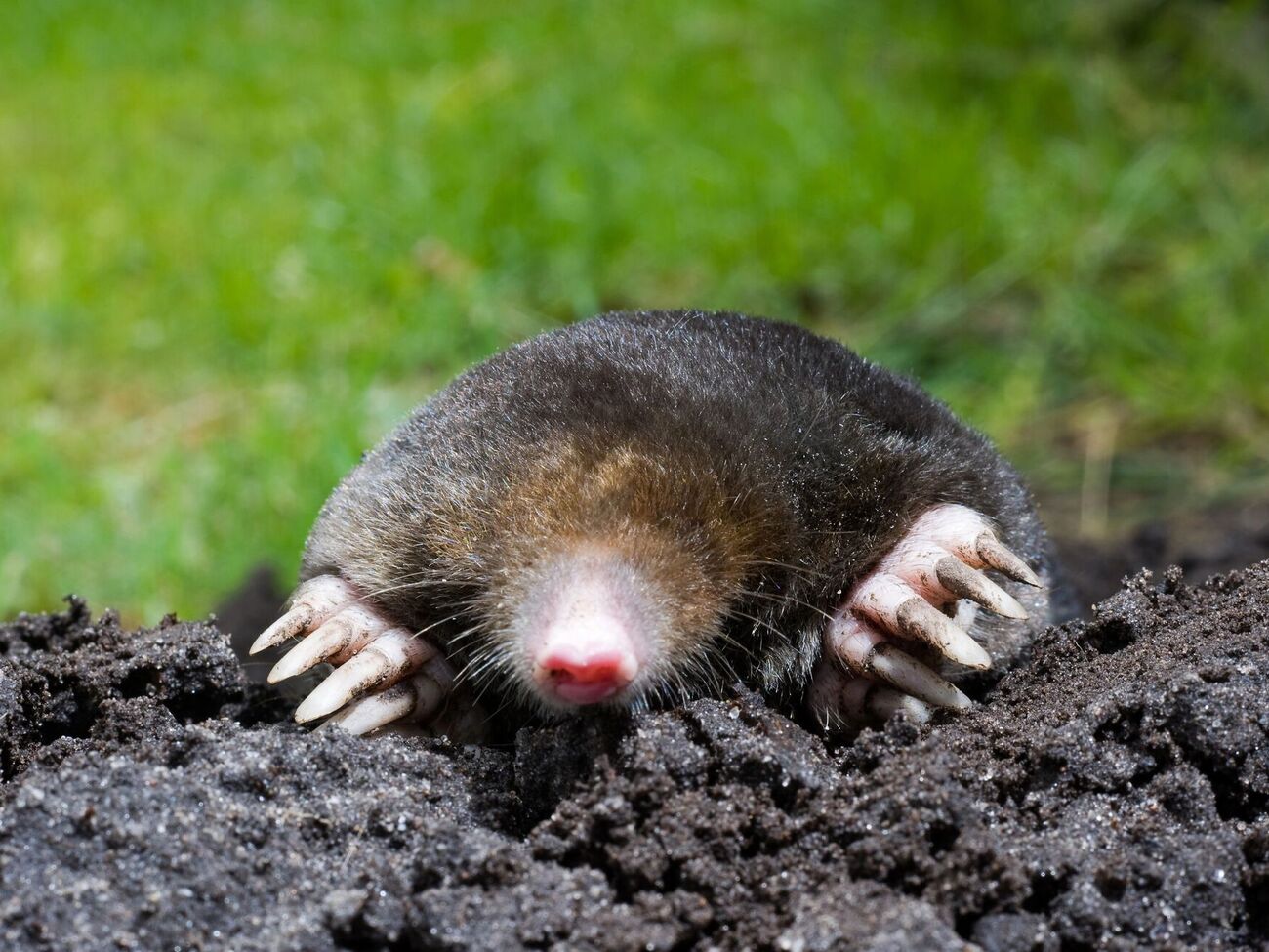 Польські городники вдаються до незвичних методів боротьби з кротами