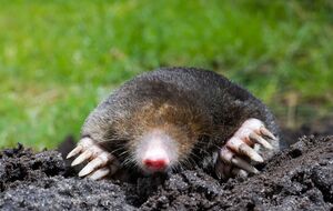 Польські городники вдаються до незвичних методів боротьби з кротами