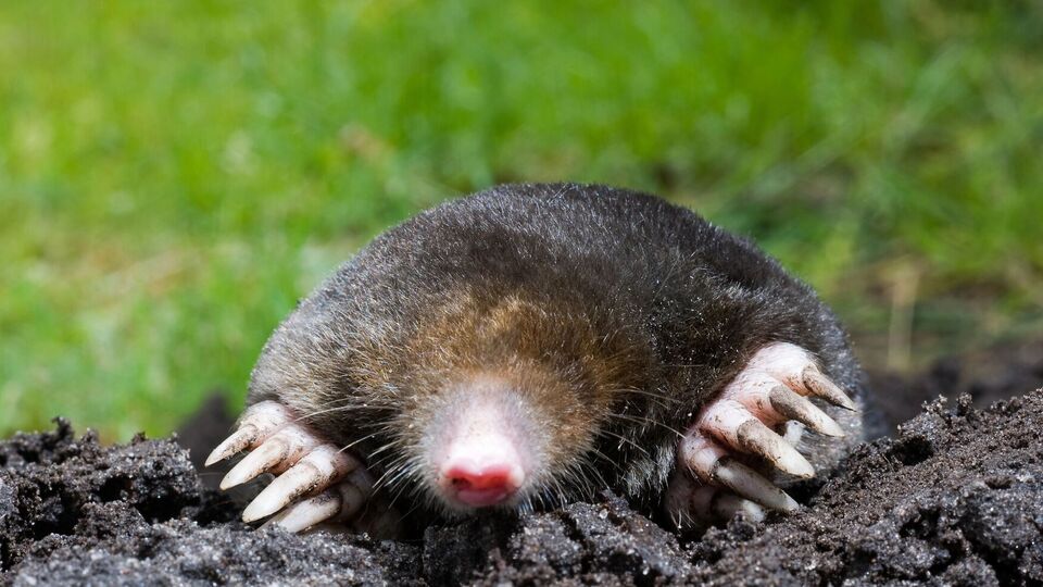 Польские огородники прибегают к необычным методам борьбы с кротами
