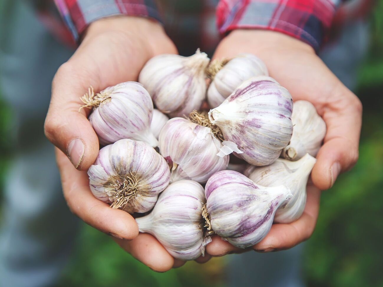 Для посадки чеснока почва не должна быть кислой