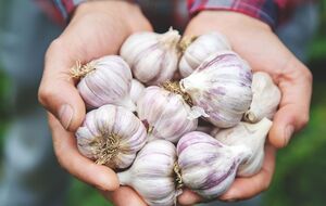Для посадки чеснока почва не должна быть кислой