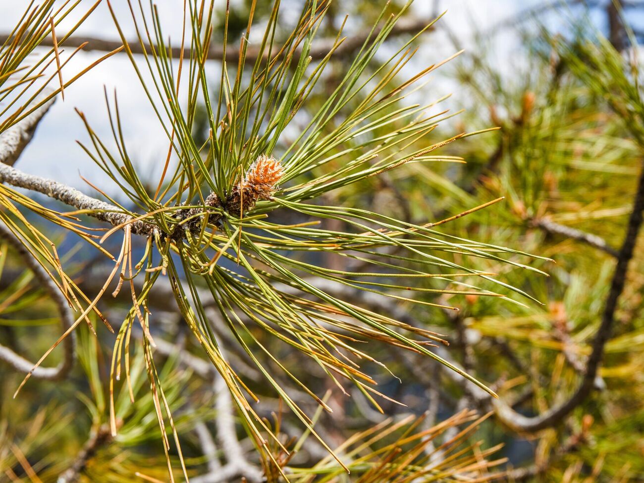 Пожелтение хвои сосны осенью – обычно нормальный процесс обновления