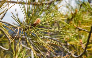 Пожелтение хвои сосны осенью – обычно нормальный процесс обновления