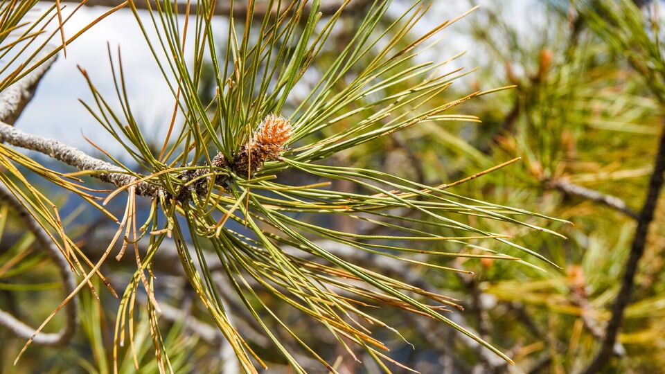 Пожелтение хвои сосны осенью – обычно нормальный процесс обновления