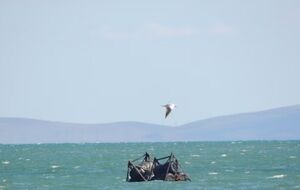 Фрагменти загородження прибило до узбережжя в Керчі