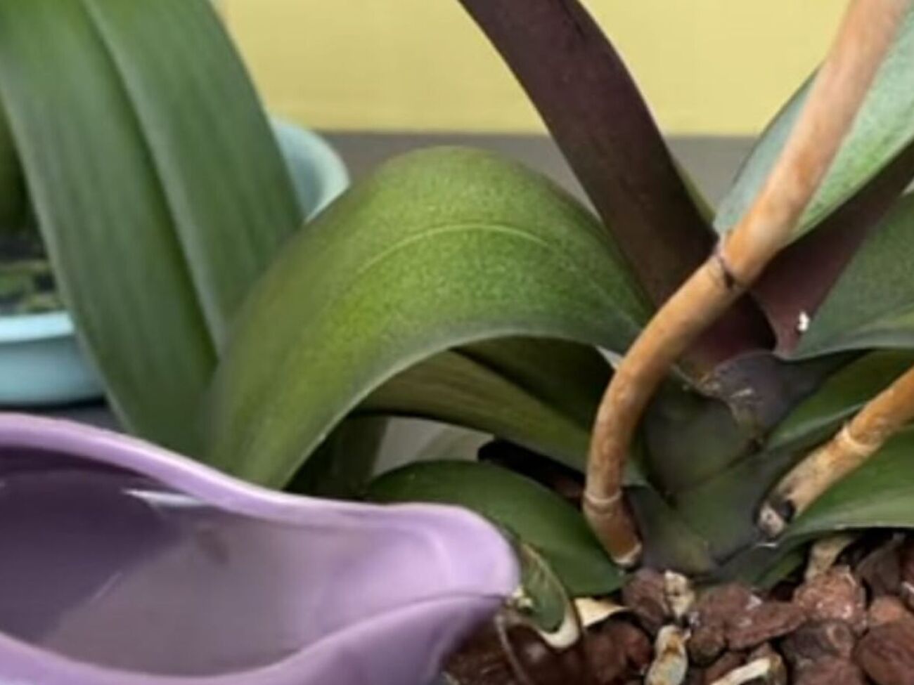 Применять лимонную воду для подкормки нужно раз в две или три недели