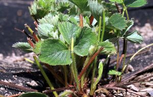 Кущі полуниці захищають рослину від приморозків