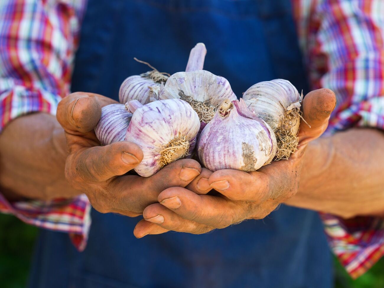 Этот метод поможет вырастить чеснок с большими зубчиками