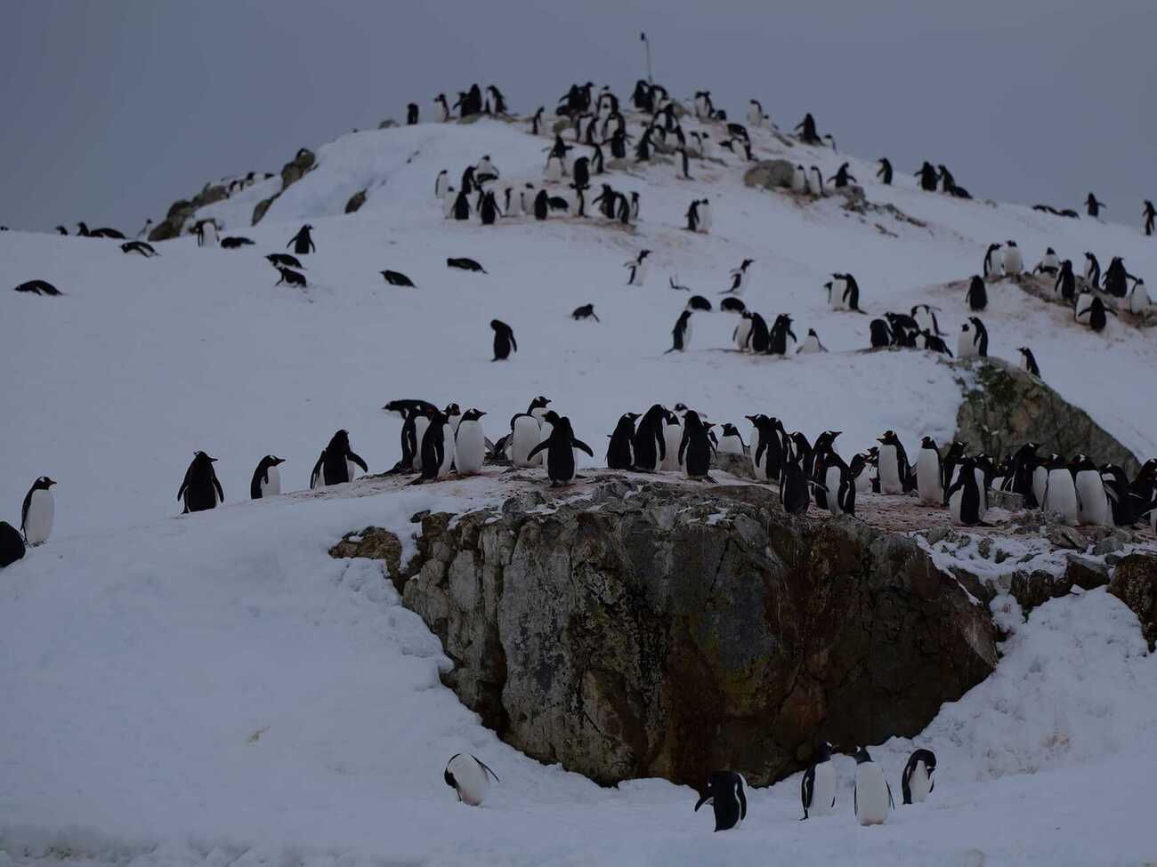 Количество пингвинов возле станции продолжает расти