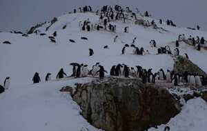 Количество пингвинов возле станции продолжает расти