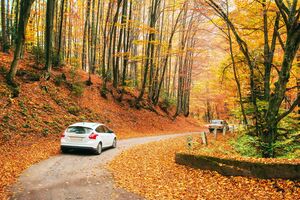 Животные в поисках уютного места в холодное время года могут спрятаться под арками колес или в выхлопной трубе