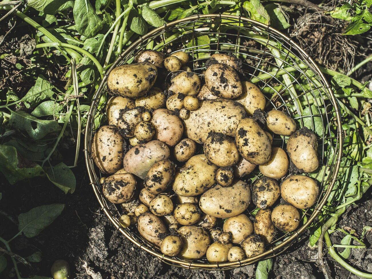 Цей рік через посуху був неврожайним для картоплі