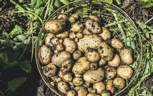 Этот год из-за засухи был неурожайным для картофеля