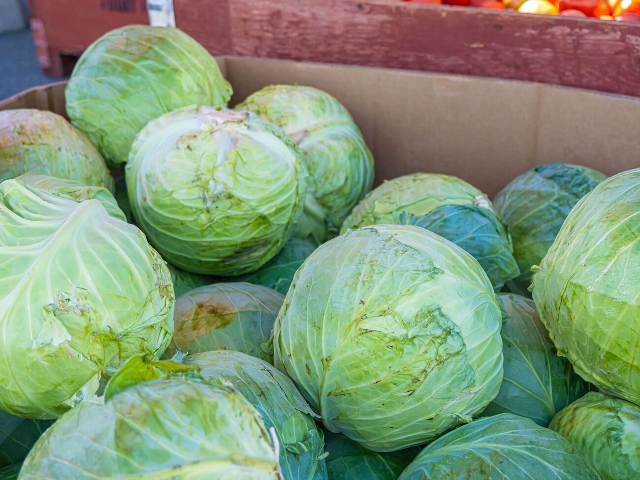 Капусту потрібно збирати в суху погоду