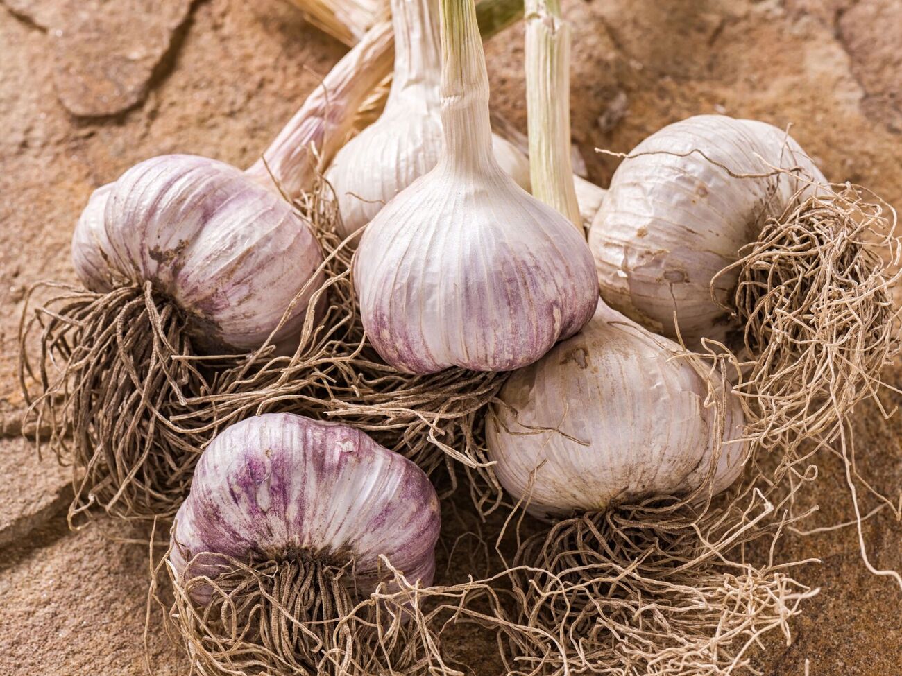 Навесні часник підживлюють азотними добривами