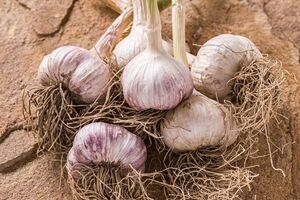 Навесні часник підживлюють азотними добривами