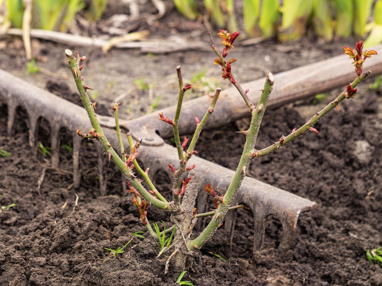 На саженцах не должно быть следов болезней