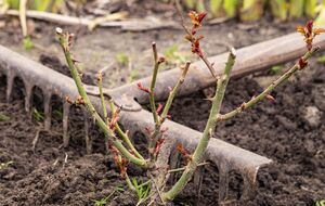 На саженцах не должно быть следов болезней