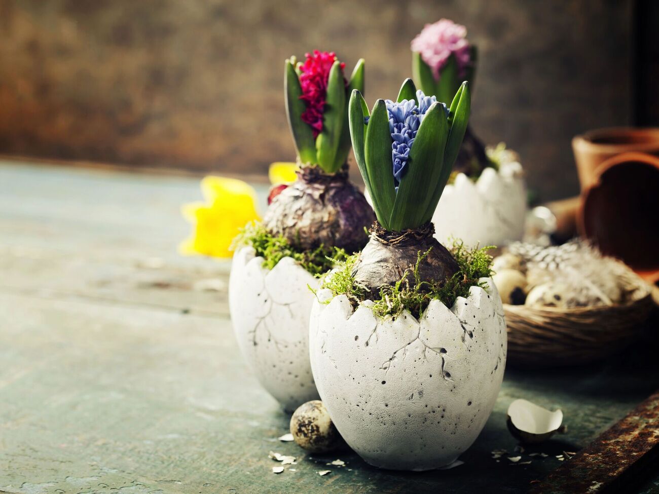 Для высадки важно выбрать качественную почву