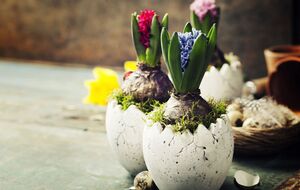 Для высадки важно выбрать качественную почву