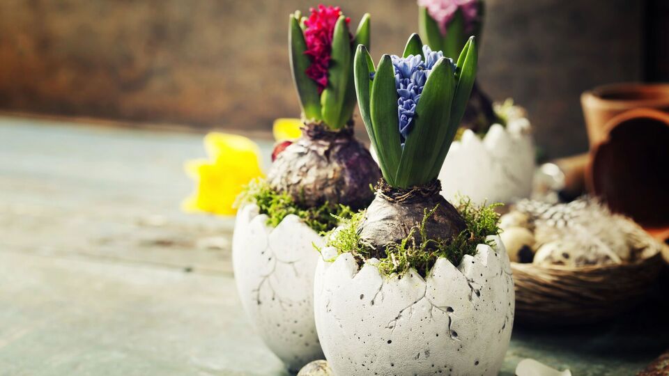 Для высадки важно выбрать качественную почву