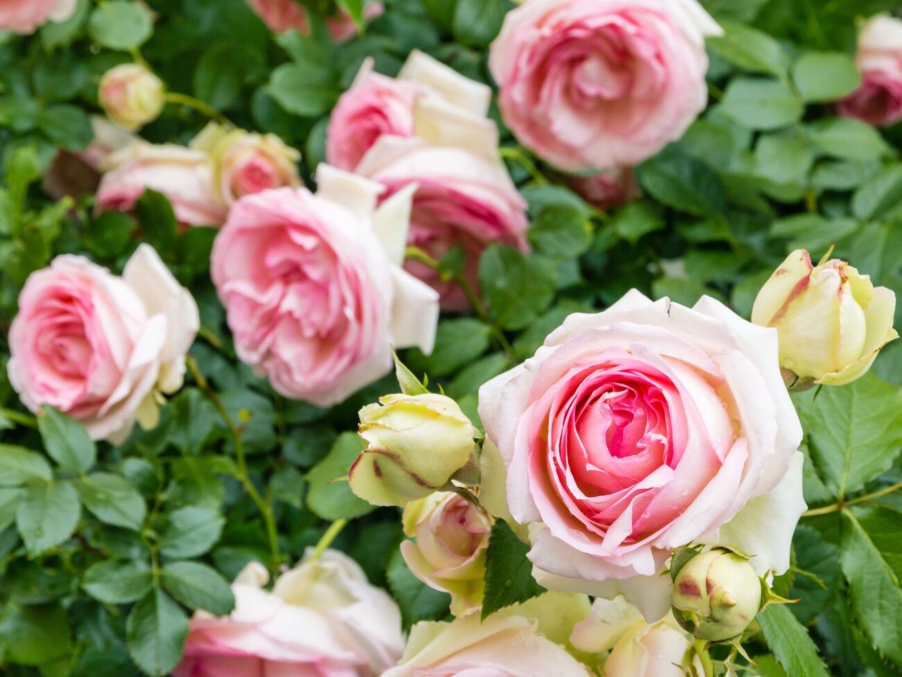 Восени троянди можна підживлювати як органічним, так і мінеральним добривом