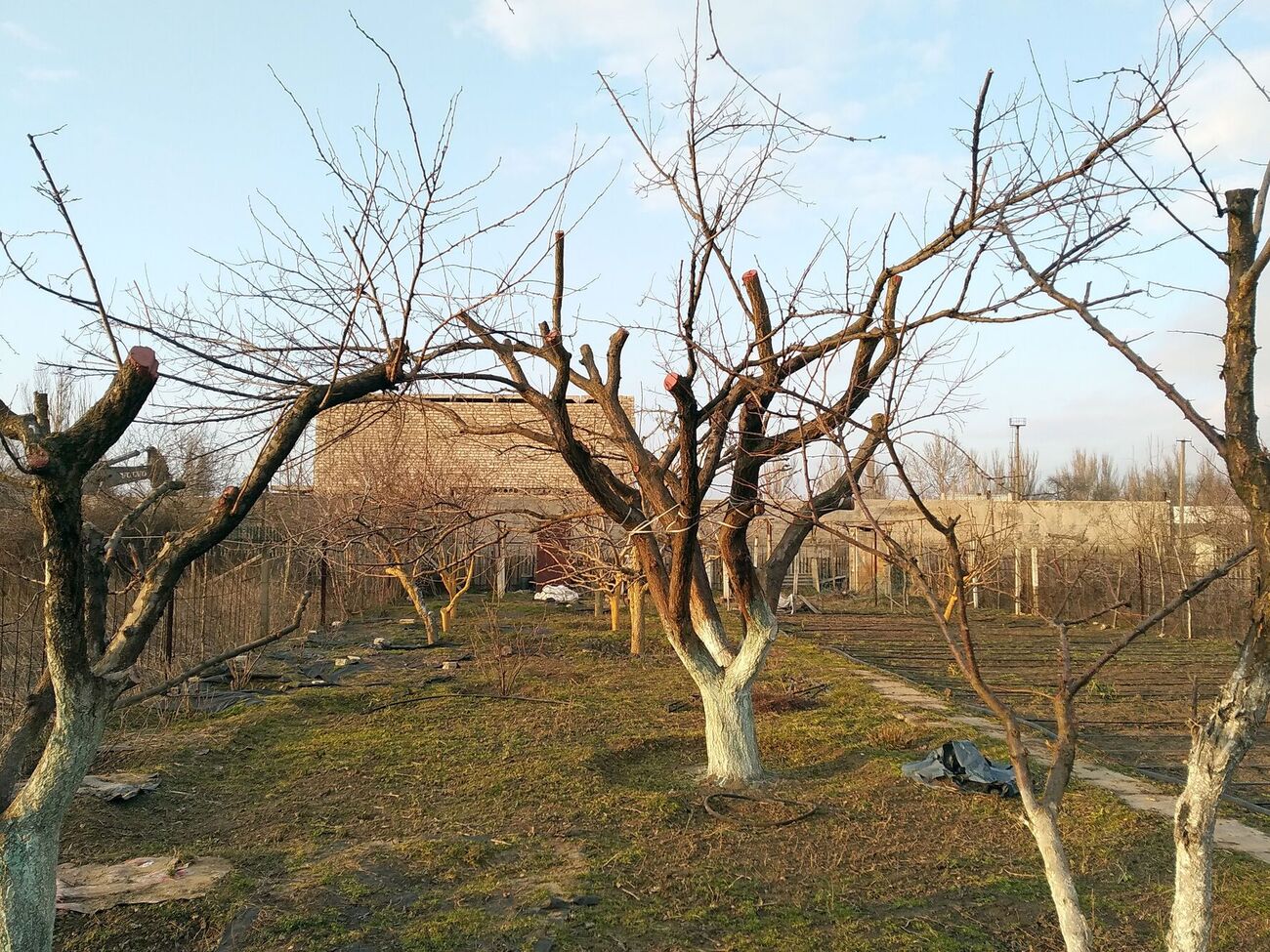 Біління дерев восени захистить їх від хвороб узимку