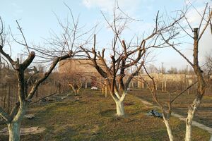 Біління дерев восени захистить їх від хвороб узимку