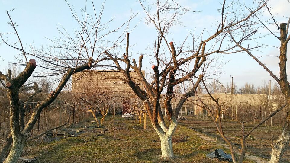 Біління дерев восени захистить їх від хвороб узимку