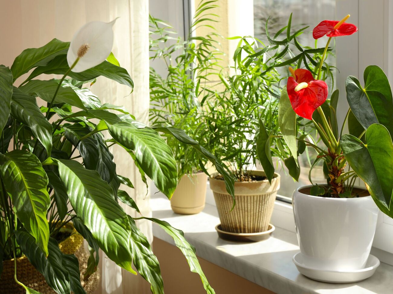 Квітникарі рекомендують використовувати для підживлення кімнатних рослин дріжджі, які містять азот, вітаміни В1, В2 і В6