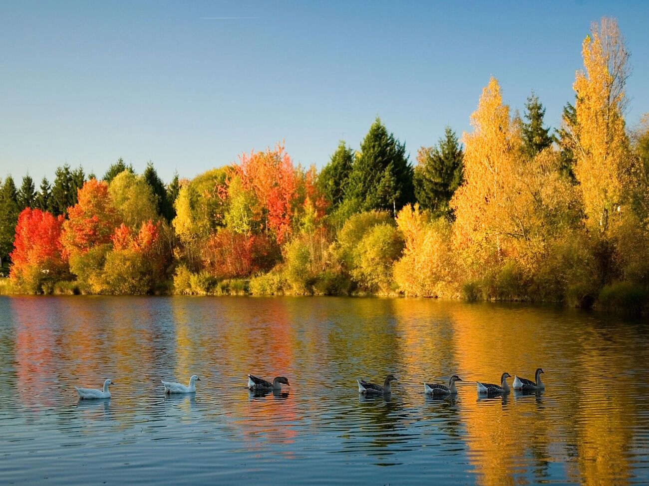 6 октября в ПЦУ будут чтить память святого апостола Фомы, который был одним из 12 ближайших учеников Иисуса Христа