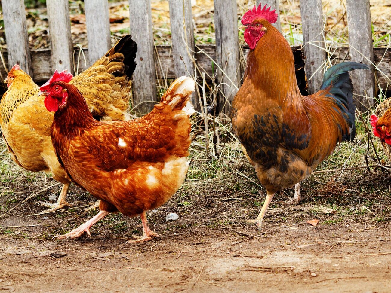 В свободном доступе у домашней птицы всегда должна быть свежая вода