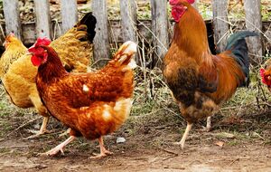 В свободном доступе у домашней птицы всегда должна быть свежая вода