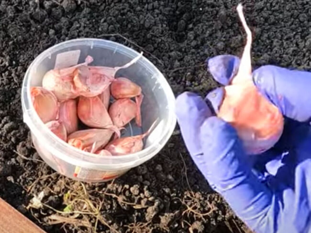 Зубчики чеснока делятся на три категории – мелкие (около 3 г), средние (3,6 г) и крупные (от 6 г)