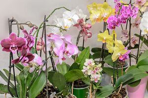 Регулярне використання рисової води із часником стимулює ріст коренів у орхідеї
