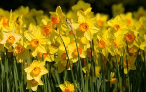 Обычно нарциссы цветут в течение шести недель