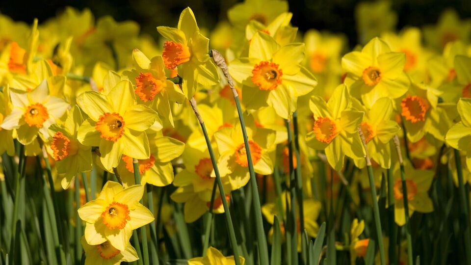 Обычно нарциссы цветут в течение шести недель
