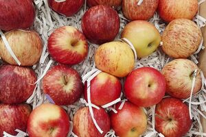 По словам Клопотенко, яблоки лучше хранить отдельно от других продуктов