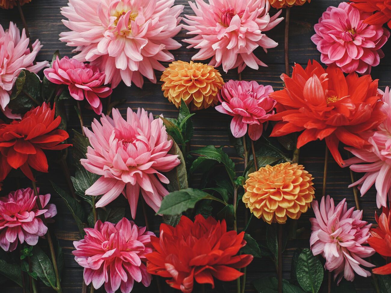 Перед тим як покласти бульби жоржин на зберігання, потрібно видалити порожні та старі цибулини