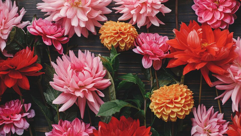 Перед тим як покласти бульби жоржин на зберігання, потрібно видалити порожні та старі цибулини