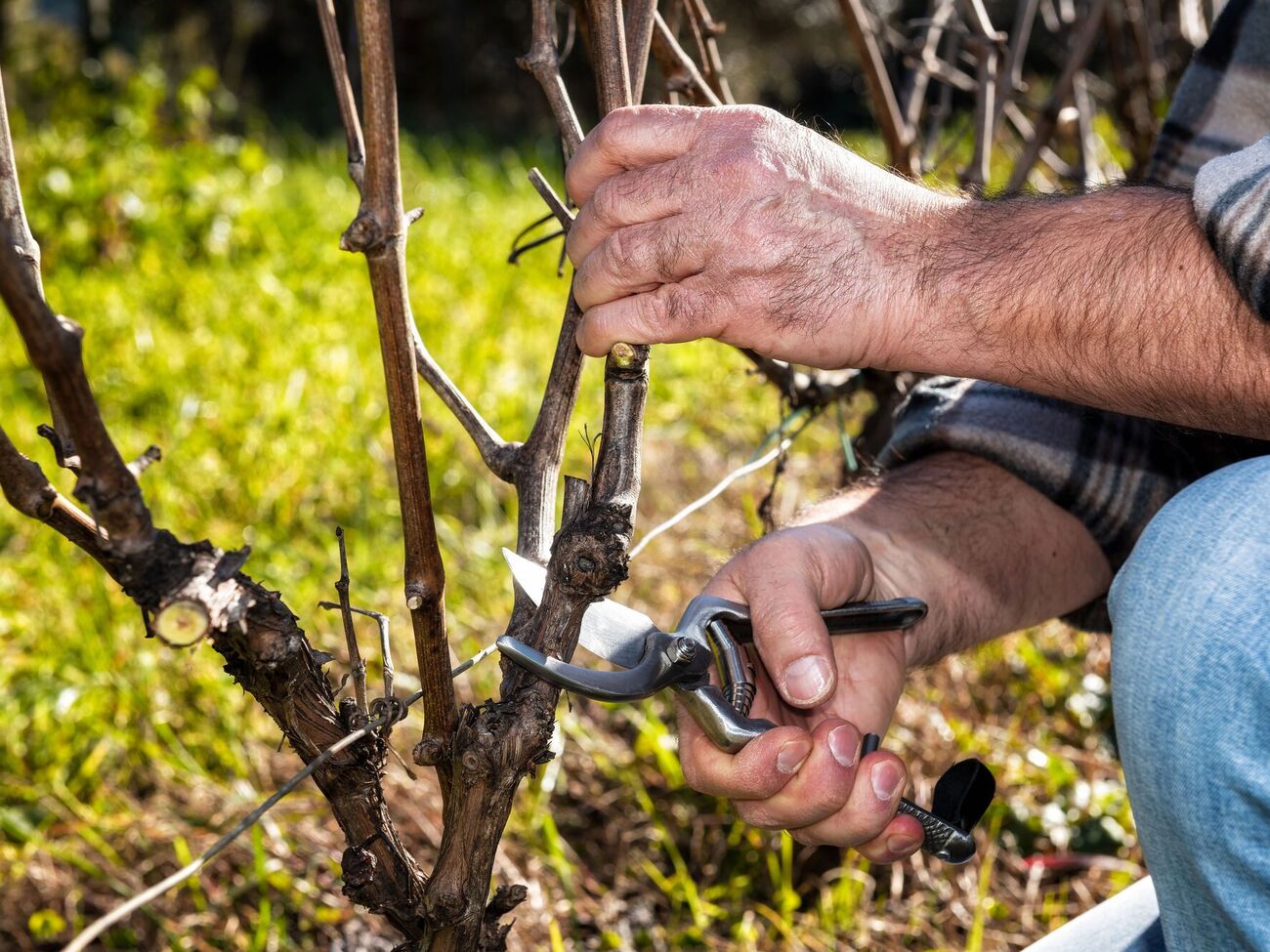 Найкращий час для обрізання винограду – пізня осінь