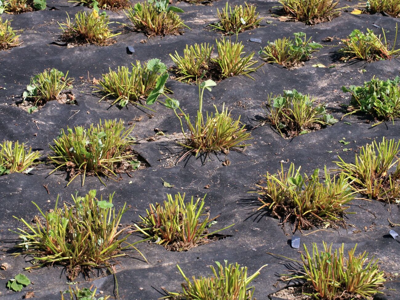 Правильный уход за клубникой осенью обеспечит хороший урожай