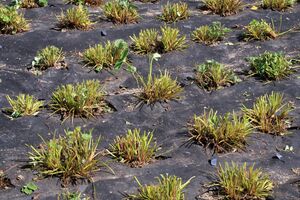 Правильный уход за клубникой осенью обеспечит хороший урожай