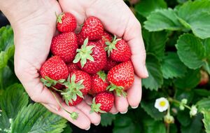 Важно правильно выбрать сорт клубники