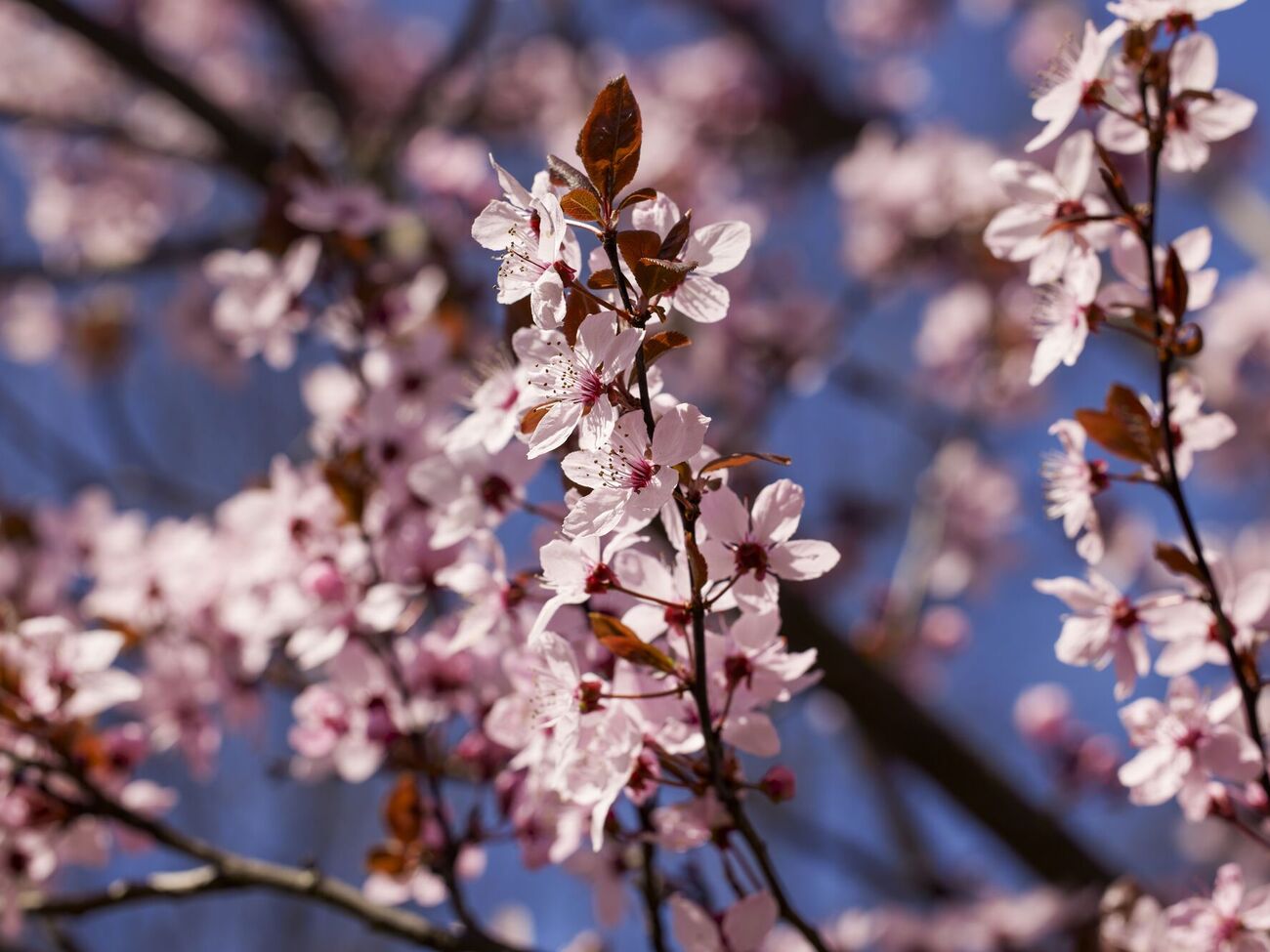 Некоторые деревья и кустарники не могут расти рядом