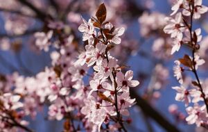 Некоторые деревья и кустарники не могут расти рядом